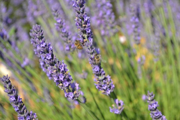 Plateau de Valensole
