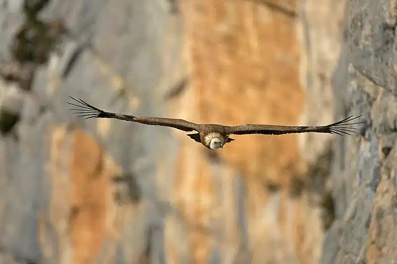 Séjour Gorges du Verdon